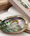 Large Abalone Shells