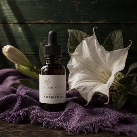 Tincture: Sacred Datura Flower Essence For Expansion + New Perspectives