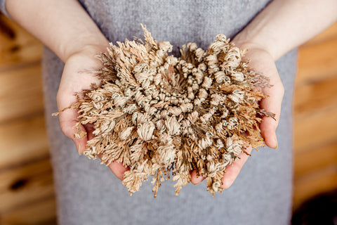 Rose of Jericho Resurrection Plant