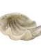 Cement-Cast Clam Shell