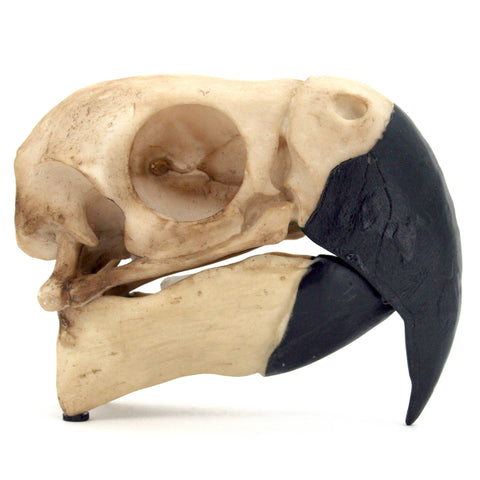 Parrot Skull (Resin)