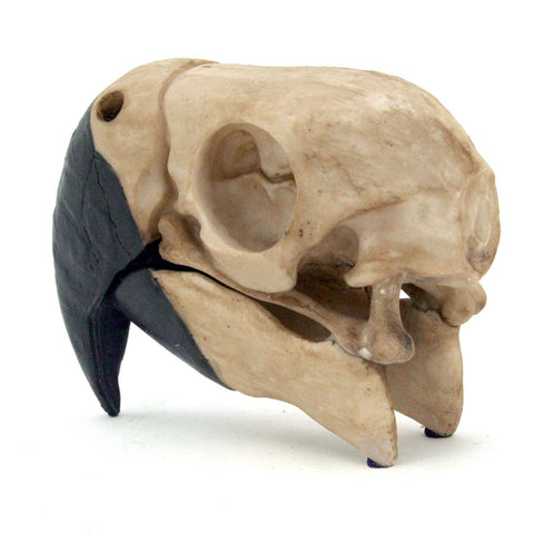 Parrot Skull (Resin)