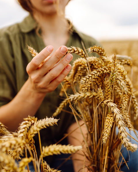 A person in an olive green shirt and blue jeans kneeling in a golden wheat field, gently touching the ripe wheat stalks.