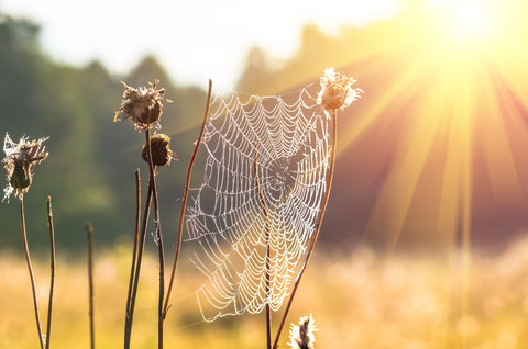 Weaver Dreamer