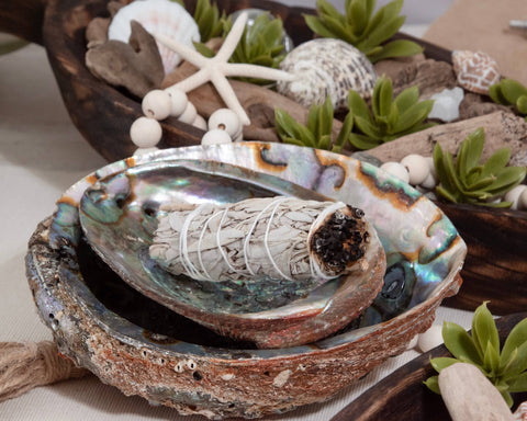 Abalone Shells