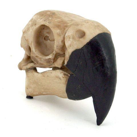 Parrot Skull (Resin)