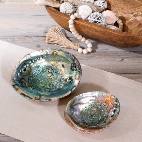 Abalone Shells