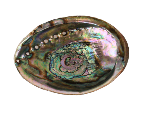 Abalone Shells