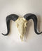 Carved Ram Decorative Skull (Resin)