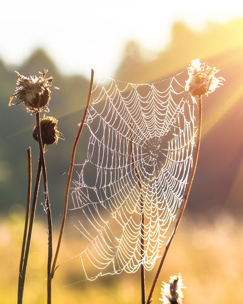 A delicate spiderweb hangs from dried grass in a sunlit field at sunrise or sunset, with bright sun rays and a blurred natural background.