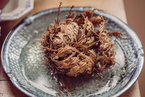 Rose of Jericho Resurrection Plant