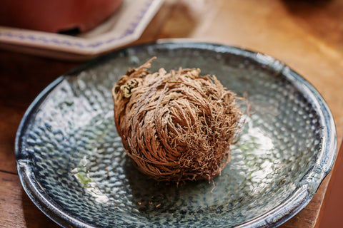 Rose of Jericho Resurrection Plant